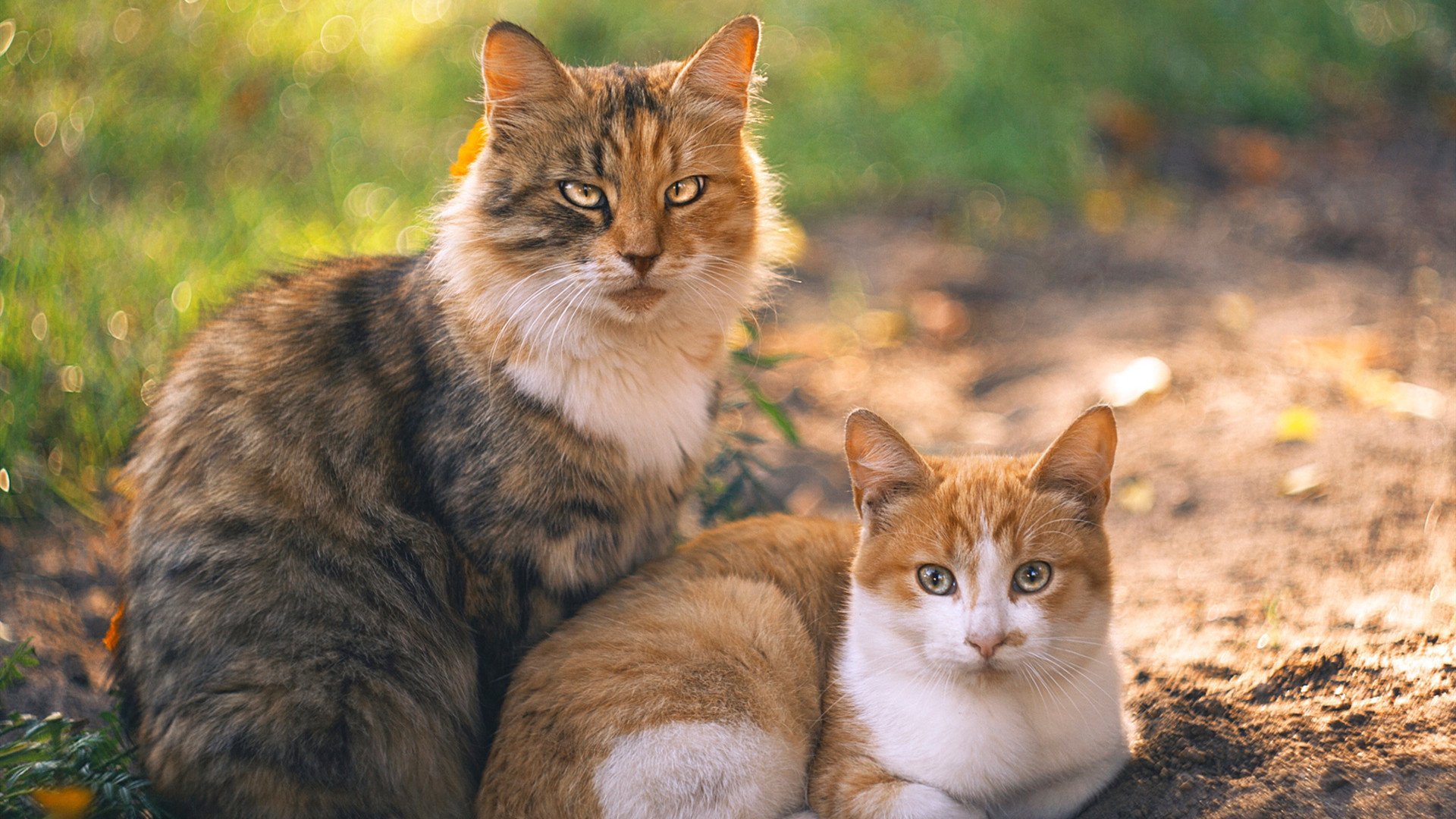 球员专属：谈婚论球背后的故事，谈婚论嫁的整套流程
