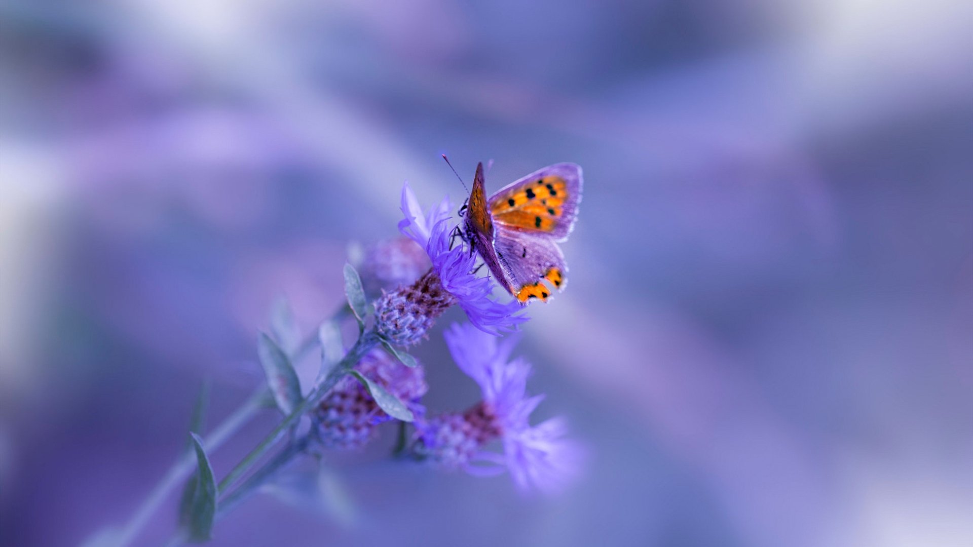 特色足球场馆“绿色+智慧”成为行业新标准，硬件设施持续升级，足球运动馆