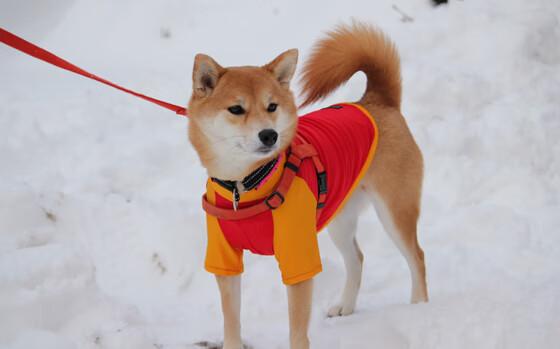 爱游戏手机版-球场硬汉：最刚猛的防守者盘点，防守强硬的球员