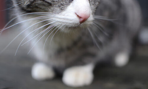 爱游戏直播-篮网三巨头携手，为球队带来连胜势头，篮网三巨头谁最可怕