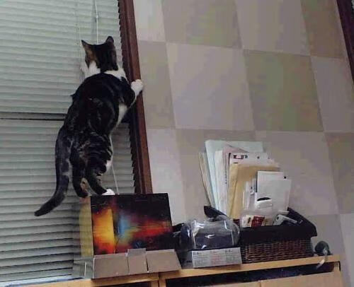 青少年“篮球国际交流”在全国范围内持续深化，国际青少年篮球锦标赛