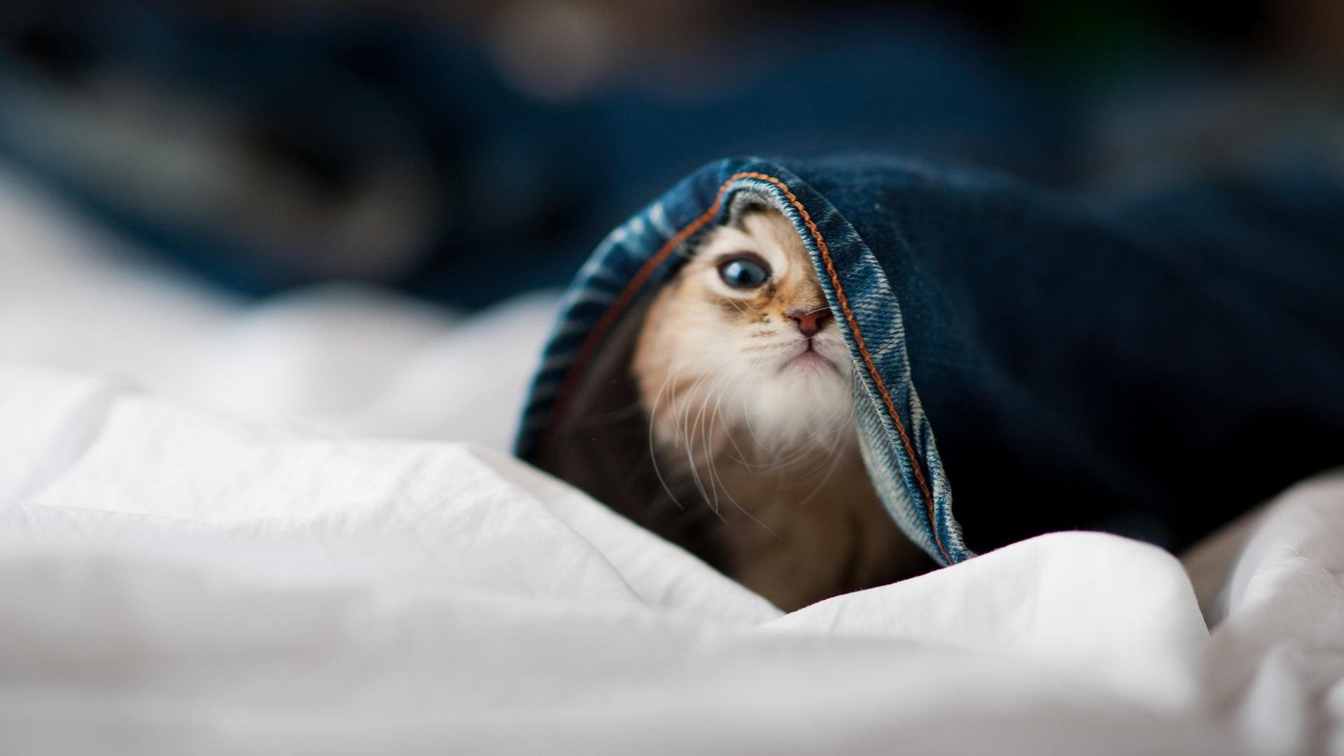 爱游戏下载-切尔西主场小胜莱斯特城，继续追赶榜首，切尔西vs莱切斯特足总杯决赛