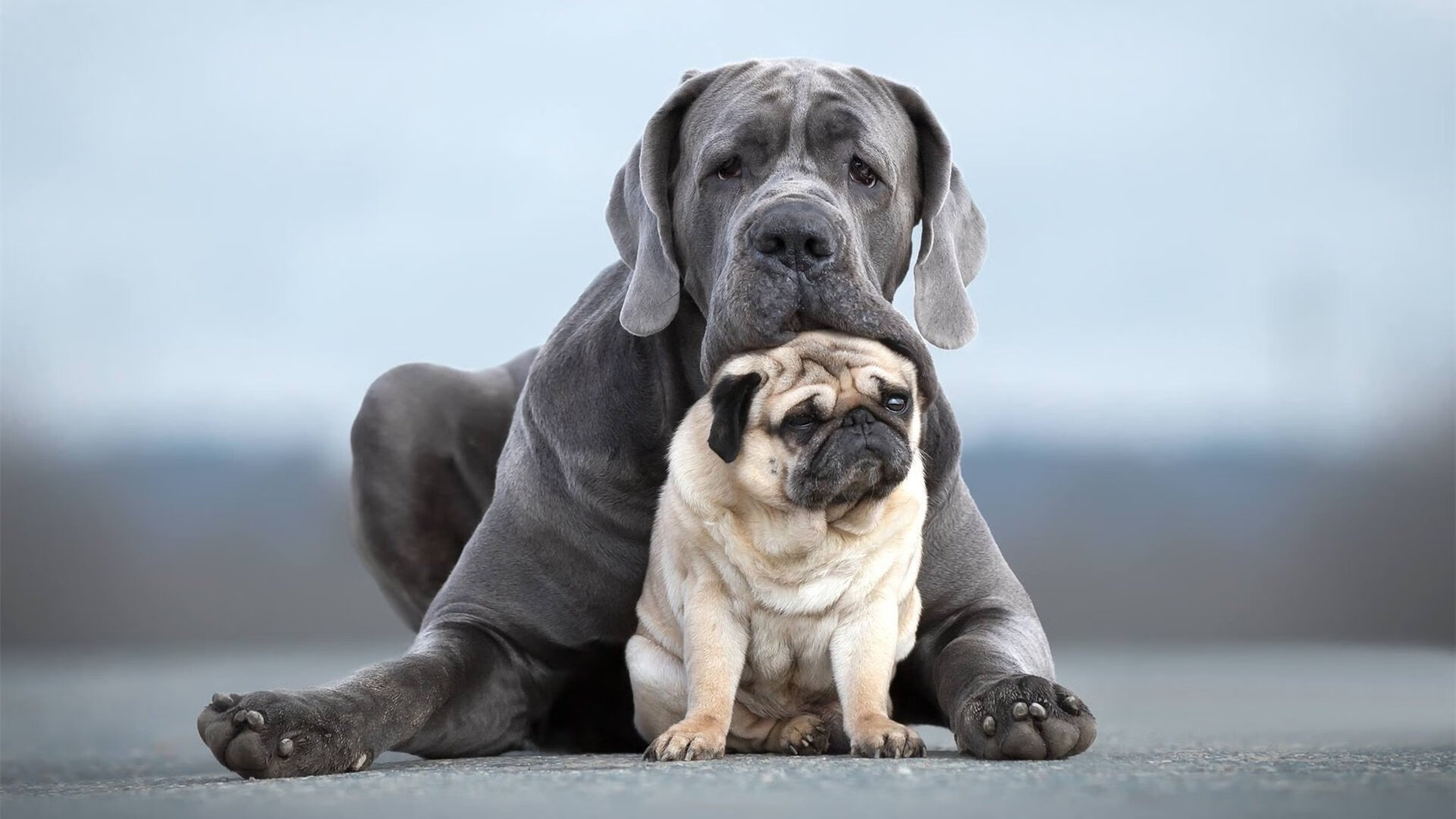 巴伦西亚客场不敌莱万特，遭遇连败，巴伦西亚西甲分析