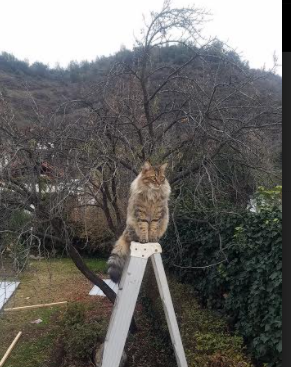 爱游戏体育app下载-悉尼国王赛季目标明确，悉尼国王队名单