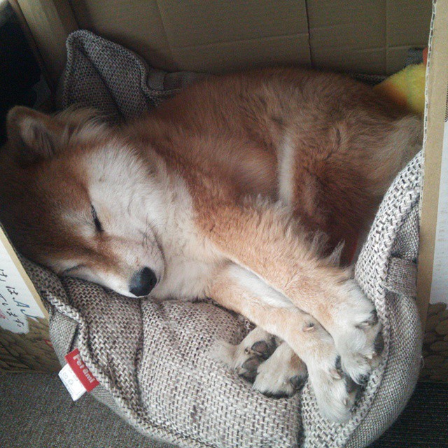 NBA赛季关键比赛战术布置，nba各队战术