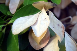 爱游戏首页入口-法甲防守阵型转换与对手控球比变化的动态关系研究，法国足球防守型中场