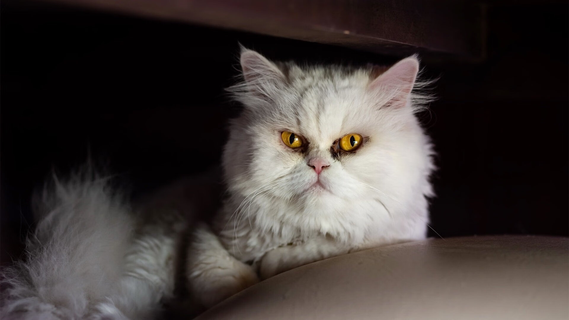 中美200蝶出发反应时间差异缩小